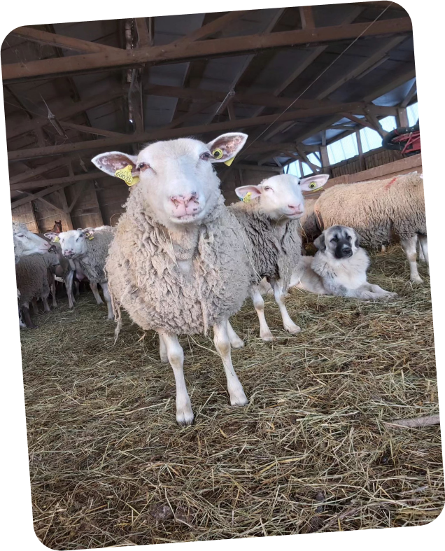 Moutons dans la bergerie