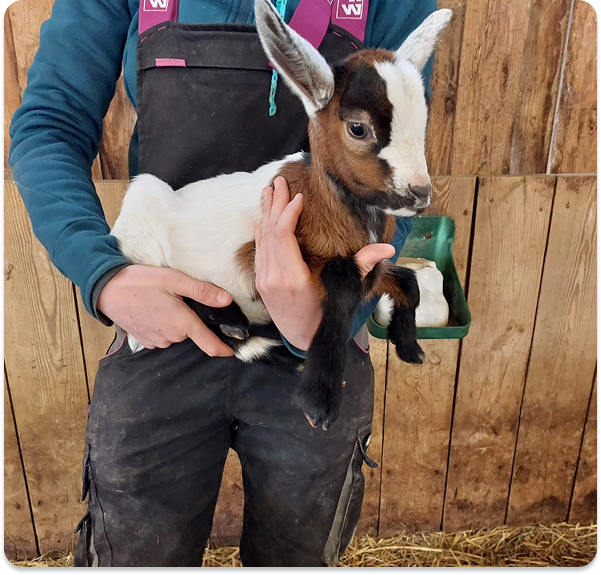 Visite et ateliers à la ferme pédagogique
